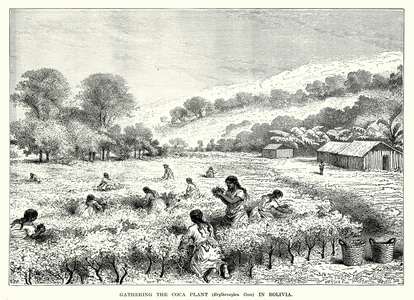 Gathering the Coca Plant (Erythroxylon Coca) in Bolivia (engraving)