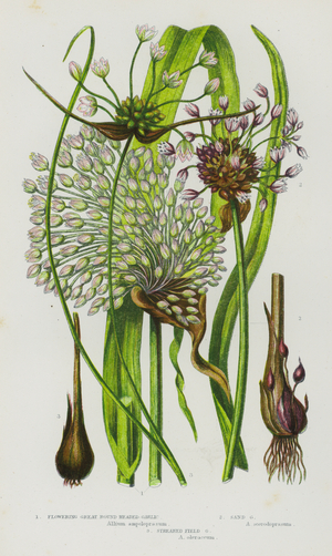 Flowering Plants of Great Britain: Flowering Great Round Headed Garlic, Sand Garlic, Streaked Field Garlic (colour litho)
