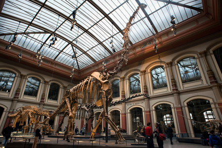 Museum fuer Naturkunde, Berlin Museum of Natural History, Berlin, Germany2018 (photo)