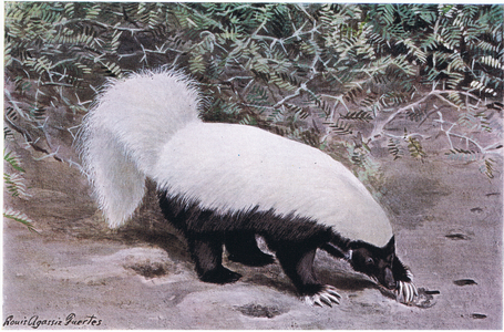Hog Nosed Skunk, white top, black bottom, digs for food with hits long claws