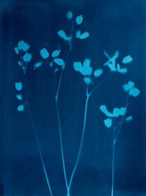 Little Flowers, 2023 (cyanotype)