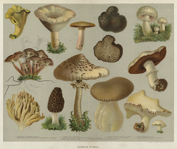 Edible Fungi (colour litho)