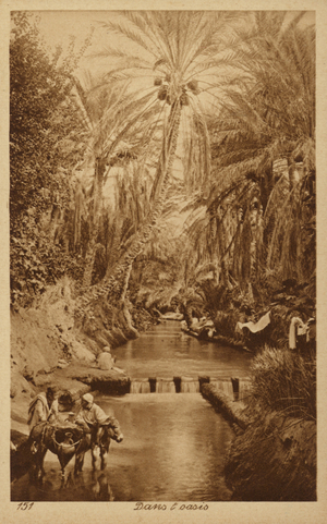 In the oasis (b/w photo)