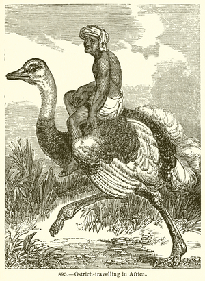 Ostrich-Travelling in Africa (engraving)