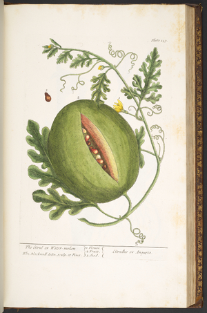 Plate 157, from 'A Curious Herbal', 1737 (coloured engraving)