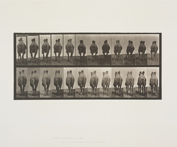 Plate 741 from Animal Locomotion, 1887 (collotype on paper) 