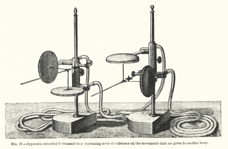 Illustration for Animal Mechanism, A Treatise on Terrestrial and Aerial Locomotion (engraving)