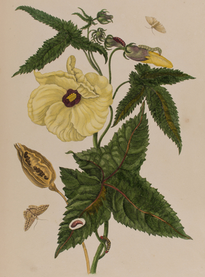Illustration from 'Metamorphosis insectorum Surinamensium. Ofte Verandering der Surinaamsche Insecten', published in 1705 (coloured engraving)