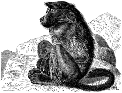 Chacma Baboon, Cape Baboon, Papio ursinus