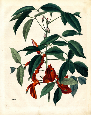 Coral Tree Branch with Flowers (engraving)