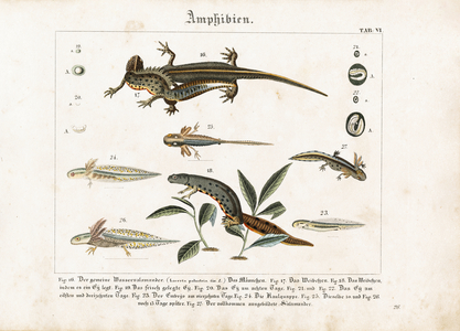 Developmental Stages of the Smooth Newt, 1821 (lithography)