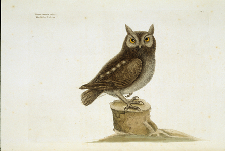 Otus asio