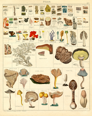Systematic representation of various fungi species (print)