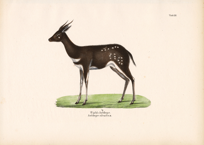 Forest Antelope, 1848 (lithography)