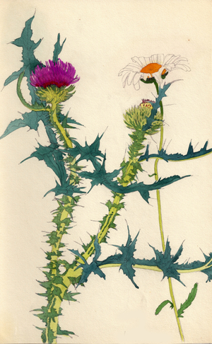 Thistle and Camomile, 1950 (gouache on paper)