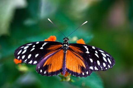 Butterfly on a flower, 2013 (photo)