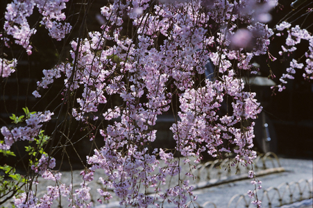 Cherry Viewing Festival, Japan (photo)