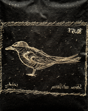 (80.15 W) Least Tern, 2010 (carbon paper drawing)