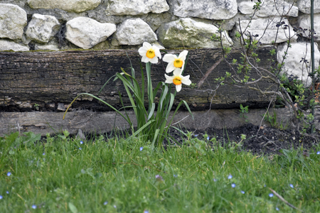 17616N SPRING Flowers in the pre 2006