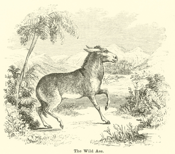 The Wild Ass (engraving)