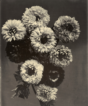 c.1895-1910 (gold-toned gelatin silver print)