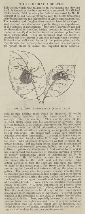 The Colorado Potato Beetle (engraving)