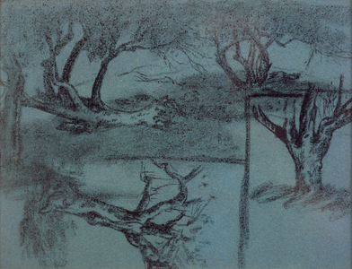 Study of Trees, before 1900 (charcoal on blue paper)
