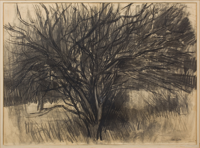 Tree I, c. 1957 (charcoal  and conté on paper)