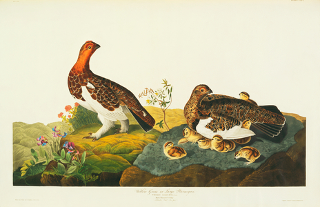 Lagopus lagopus, willow grouse, Plate 191 from John James Audubon's Birds of America, original double elephant folio, 1827-30 (hand-coloured aquatint)