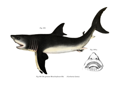 White Shark (colour litho)