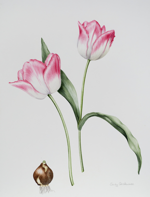Tulip Meissner Porcellan with Bulb (w/c on paper)