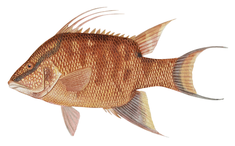 Hogfish