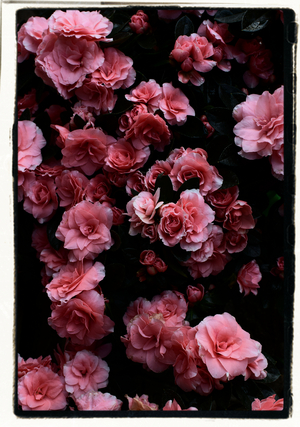 Untitled, 2021 (photo)
