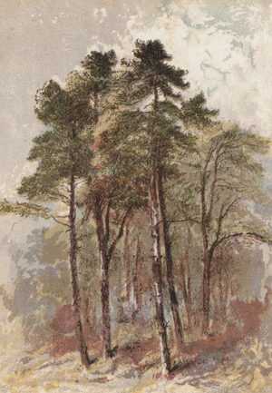 Group of fir trees (chromolitho)