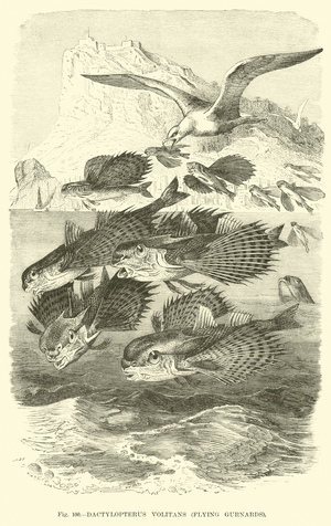 Dactylopterus Volitans, Flying Gurnards (engraving)