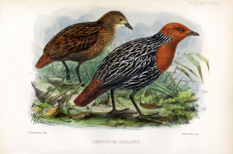 Insular Rail (print)