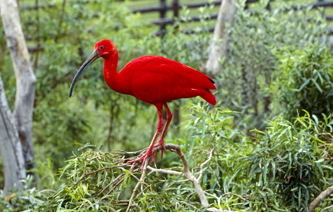 Bird park, Monte Casino, Johannesburg, Gauteng (photo)