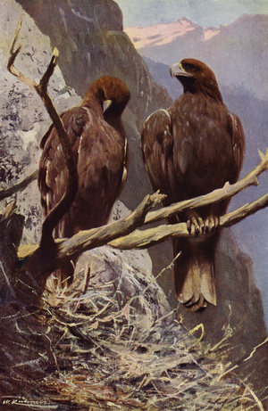 Golden Eagle (colour litho)
