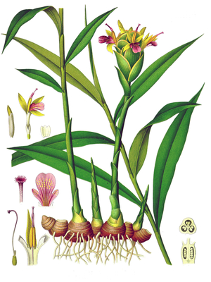 Germany: Zingiber officinale - Ginger - from Kohler's Medizinal Pflanzen, 1887