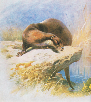 Otter, pub. by Book Club Associates, 1972 (colour litho)
