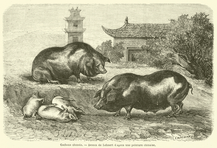 Cochons chinois (engraving)