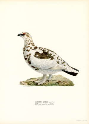 Rock Ptarmigan (colour litho)