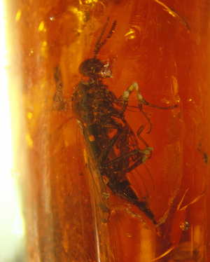 Snipe fly in Baltic amber