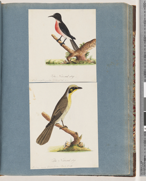 Page 64. Scarlet Robin. Musca crythrogastra. 65. Yellow-tufted Honeyeater. Muscicapa novae Hollandiae (w/c on paper)