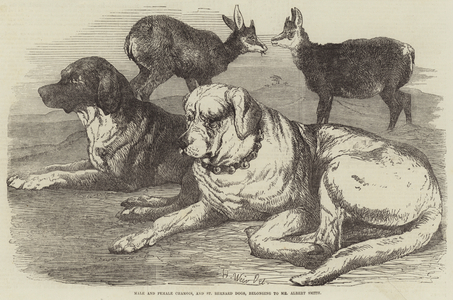 Male and Female Chamois, and St Bernard Dogs, belonging to Mr Albert Smith (engraving)