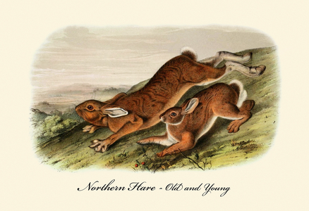 Northern Hare-old and young