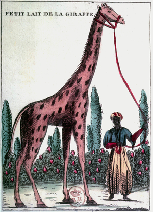 Zarafa giraffe in Paris zoo, 19th century (engraving)