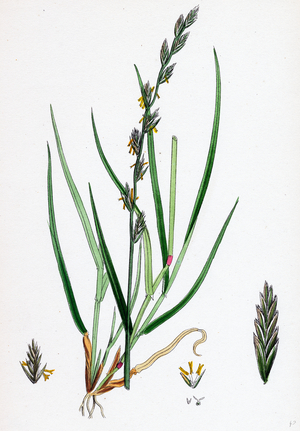 Lolium Eu-Perenne Common Rye-Grass