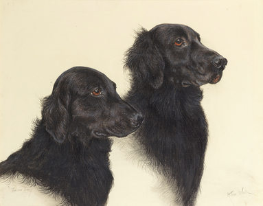 "Tim" and "Linny" - a pair of Flat Coat Retrievers (watercolour and gouache)