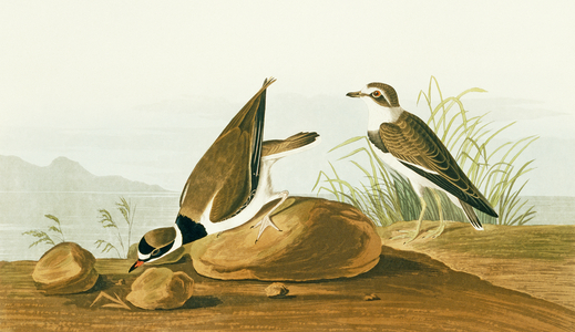 Charadrius semipalmatus, semipalmated plover, Plate 330 from John James Audubon's Birds of America, original double elephant folio, 1827-30 (hand-coloured aquatint)